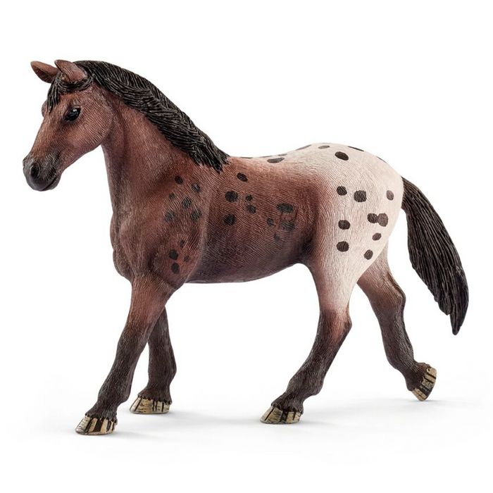 Yegua de appaloosa