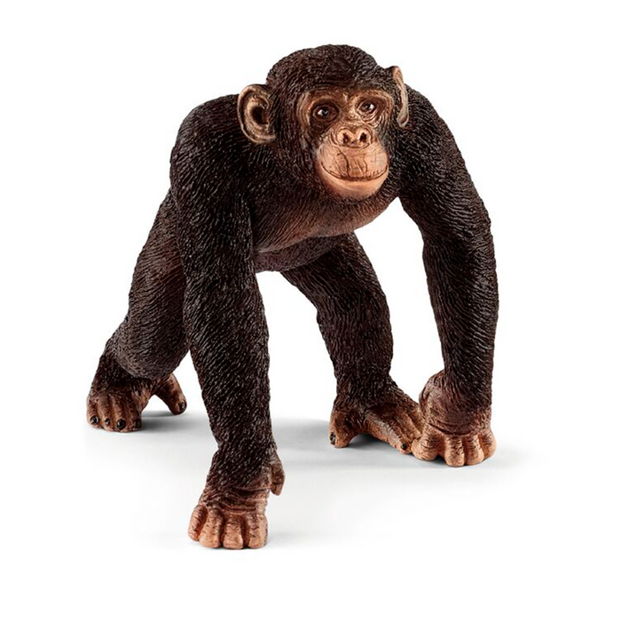 Chimpanzee - Hombre