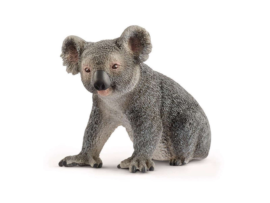 oso koala