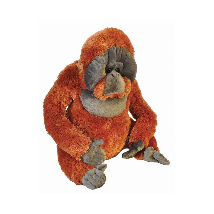 Orangután, 75 cm